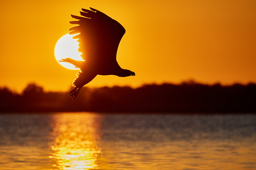 A silhouette of an eagle flying over the sea during the sunset