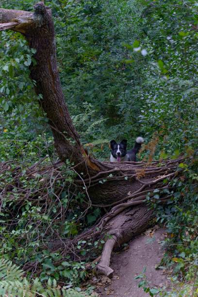 istock black and white border collie dog on a tree trunk on a hiking trail 1442681348