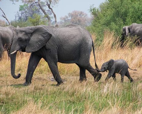 The African elephants in the savanna. Africa wildlife.
