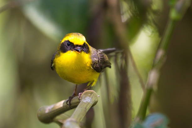 istock beautiful fantail birds 1442681539