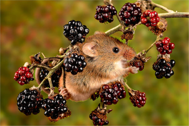 istock Closeup of the Eurasian harvest mouse. 1442681616
