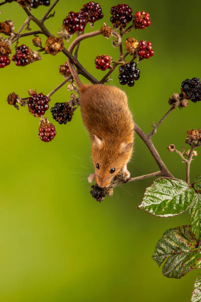 istock Vertical closeup of the Eurasian harvest mouse. 1442681641