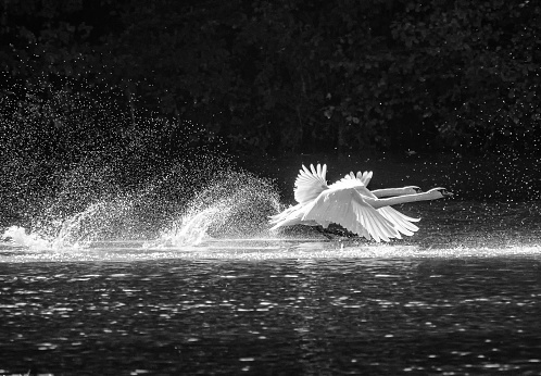 A greyscale of two swans with open wings swimming on a lake