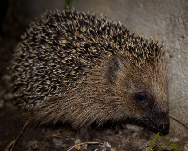 istock horizontal photo of the  hedgehog 1442682038