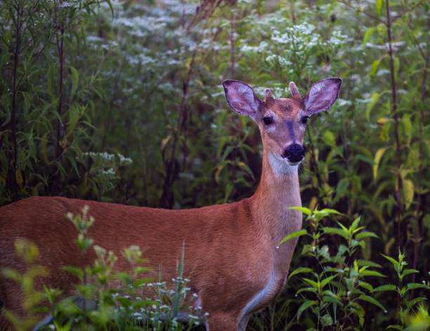 istock White-tailed deer in its natural habitat 1442682063