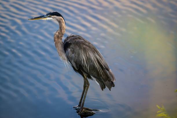 istock Selective focus of a great gray heron standing in the water 1442682104