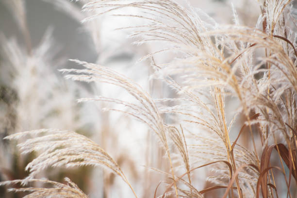 istock Closeup of beautiful common reed in a field 1442682425