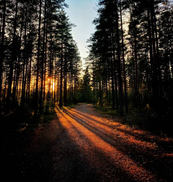 istock Beautiful landscape view of forest trees at sunset 1442682493