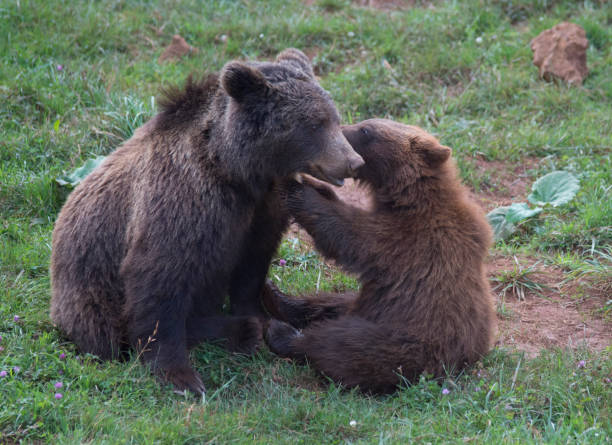 istock brown bear playing with child in spain 1442682987