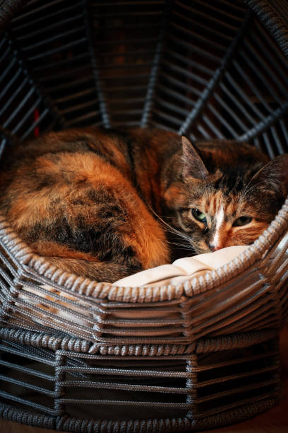 istock Vertical closeup of a beautiful cat resting on her 1442683013