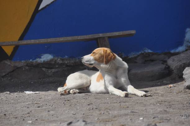 istock dog in front of Bethlehem hut 1442683116