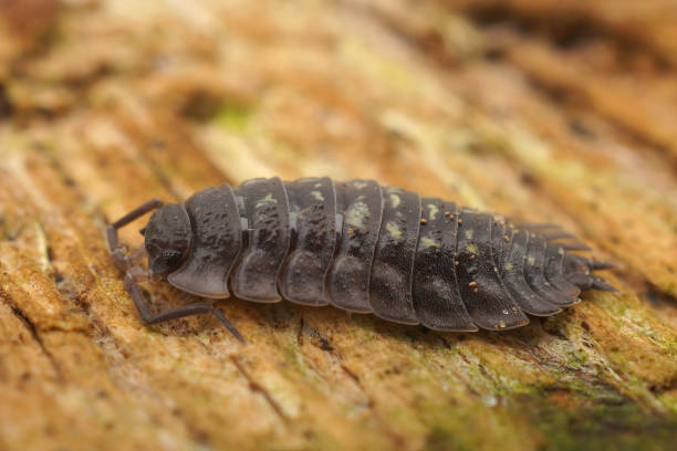 istock Closeup on a Common shiny woodlouse, Osnicus assellus 1442683123