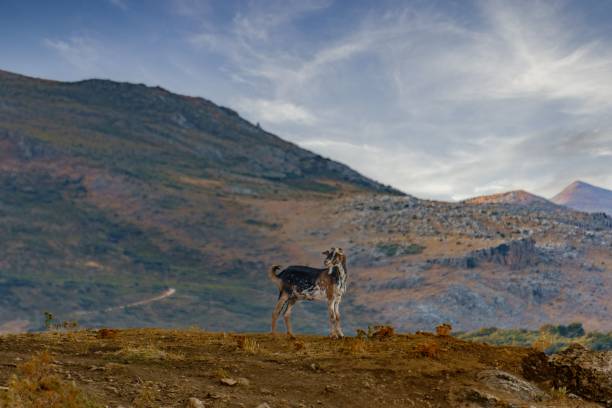 istock goat grazing in the mountains in freedom 1442683178