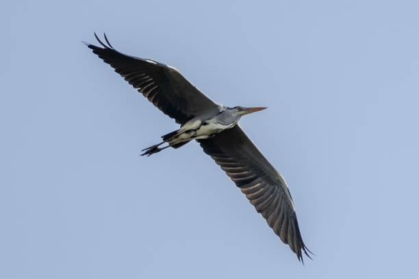 istock Low-angle shot of a grey heron flying in the clear sky 1442683945