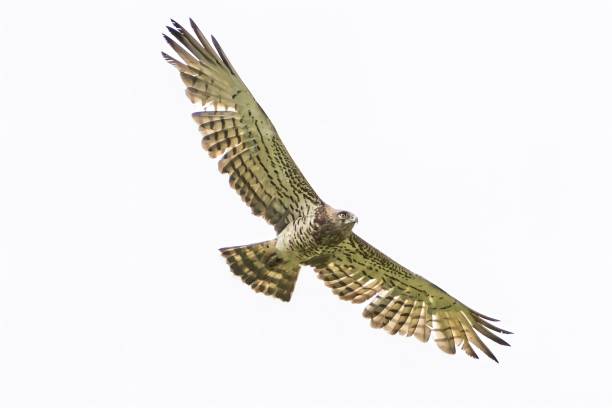 istock Low-angle shot of a short-toed snake eagle in the clear sky 1442683946