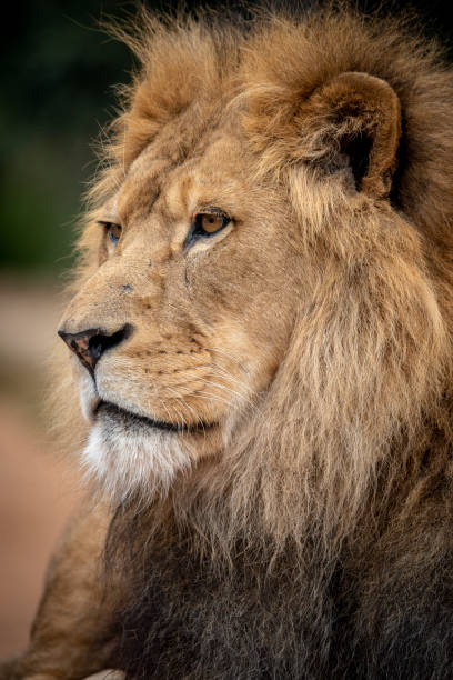 istock Vertical shot of a lion in the wilderness 1442684231