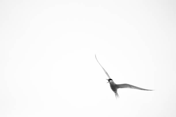 istock Scenic view of a bird flying in the sky 1442684313