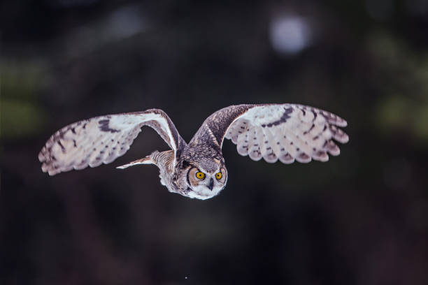 istock Closeup shot of a flying owl 1442684337