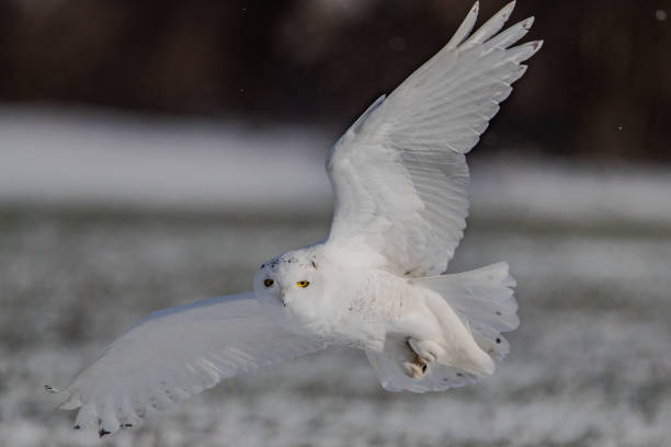 istock Closeup shot of a flying white owl 1442684344