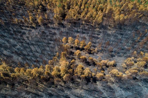 istock aerial view of a burnt pine forest, ecology concept 1442684535