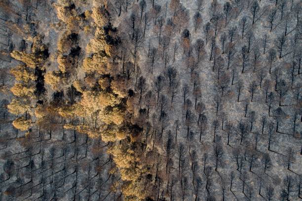 istock aerial view of burnt pine forest, climate change concept 1442684545