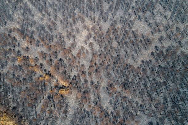 istock Burnt trees after a forest fire. burnt pine forest. consequences of forest fires. Ecology problems 1442684558