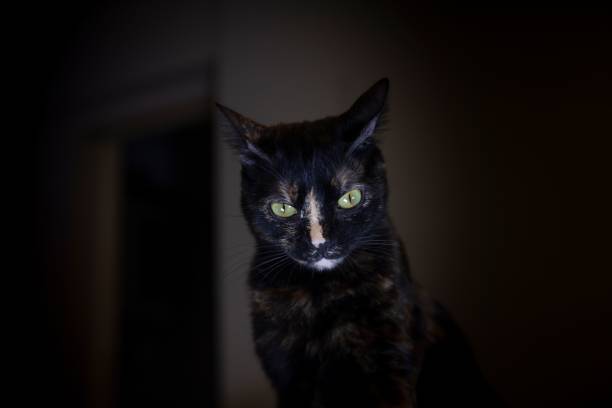 A beautiful portrait of a black kitten on blurry background
