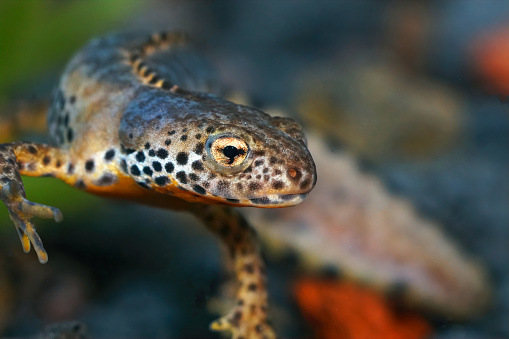 Closeup of a colorful blue male alpine newt, ichthyosaura alpestris underwater