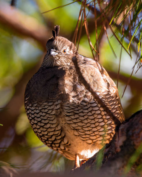 istock Closeup shot of a grouse perching on a tree branch 1442684845