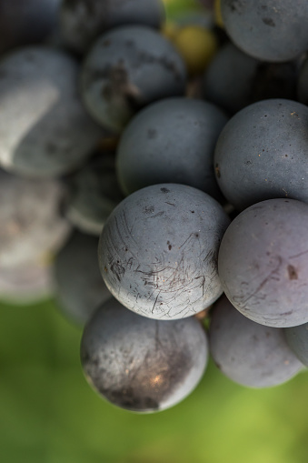 A closeup shot of blue grapes in a vineyard