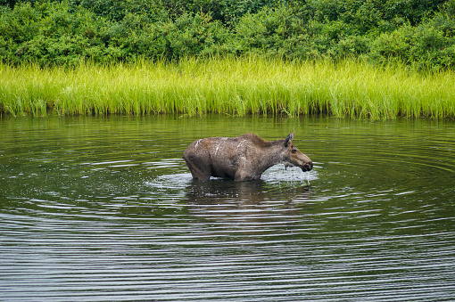 The moose walking in the water. Denali National Park, Alaska.