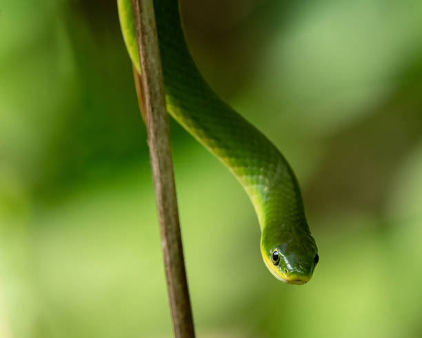 istock Closeup shot of a small green snake 1442685228