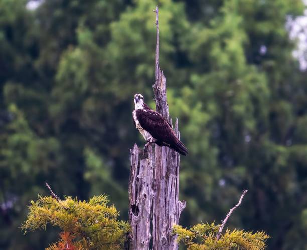 istock Osprey bird perched on the tree in the forest 1442685231