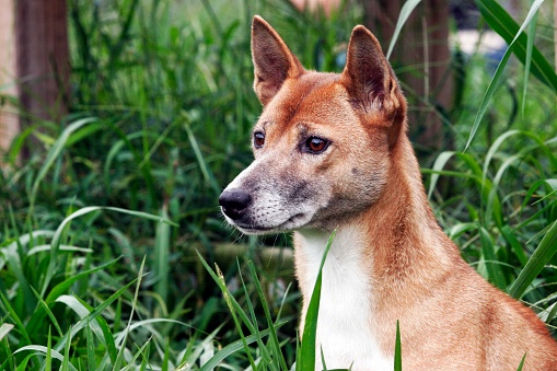A closeup of a New Guinea singing dog with greenery in the background