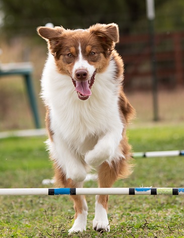 A vertical shot of a brown Australian Shepherd running and jumping over the hurdles