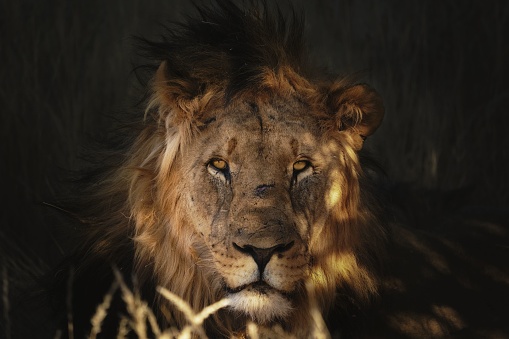 A closeup shot of the face of a big lion with scars on blurred background