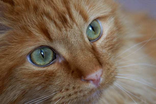 istock Closeup of an orange tabby cat face 1442685859
