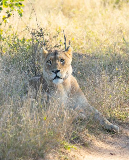istock Lioness leader of the Pride 1442685971