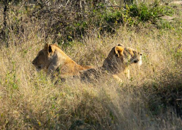 istock Pair of Lionesses resting 1442685973