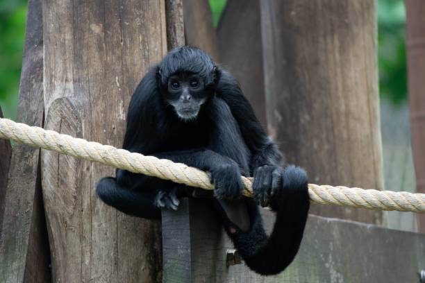 istock Black spider monkey perched on a rope in a zoo in a daylight 1442686004