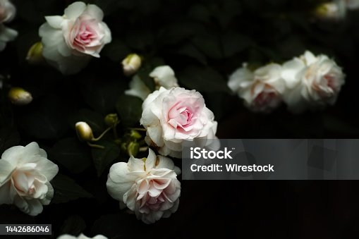 istock Closeup shot of pink roses over a dark blurry background 1442686046