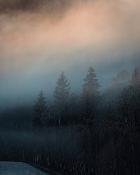 A vertical shot of trees covered in fogs under a gradient sky - good for cover backgrounds
