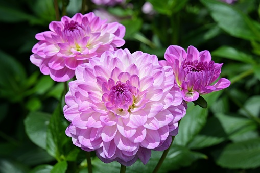 Waterlily Dahlias resemble waterlily flowers and have fully double blooms characterized by broad & generally sparse ray florets.
