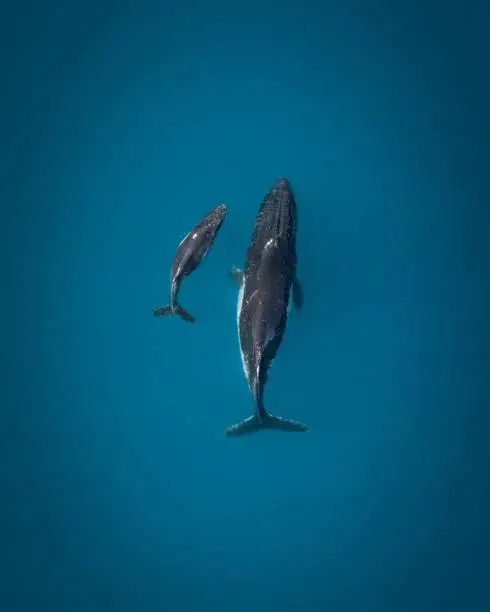 Photo of Aerial top view of a whale with its baby in deep blue seawater