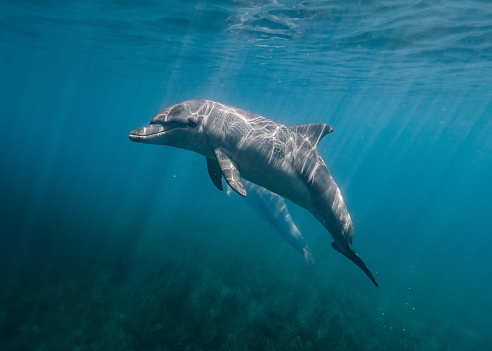Primer plano de un delfín bajo el mar photo