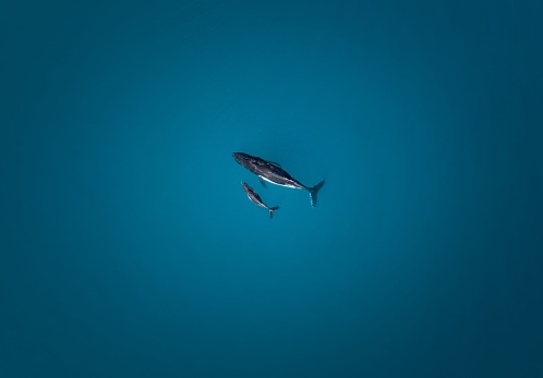 An aerial top view of a whale with its baby in deep blue seawater