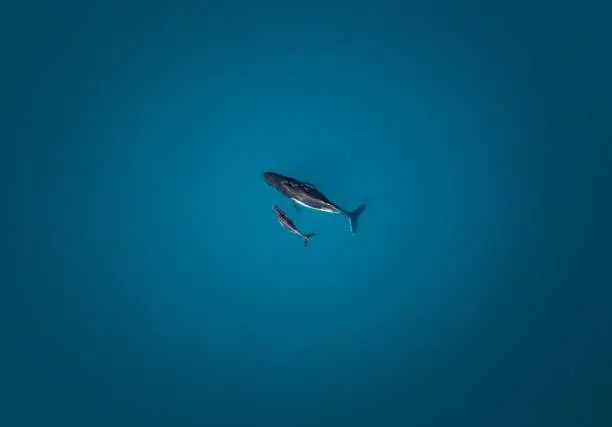 An aerial top view of a whale with its baby in deep blue seawater