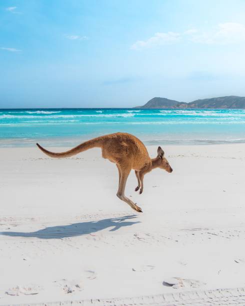 vertikale aufnahme eines kängurus, das an einem weißen sandstrand springt - marsupial animal vertical kangaroo stock-fotos und bilder