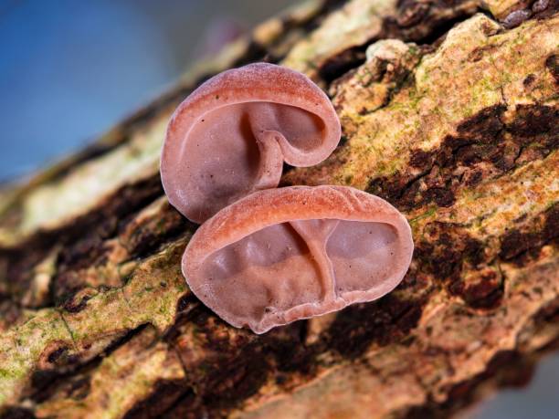 istock Closup of two Jelly Ear mushrooms 1442686543