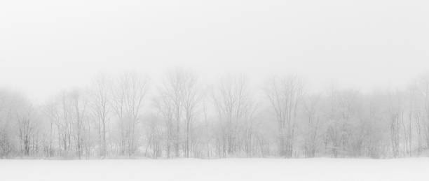 istock Leafless dry tree branches growing in a park in a misty day 1442686544
